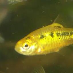 Goldfinned Barb, photo 3