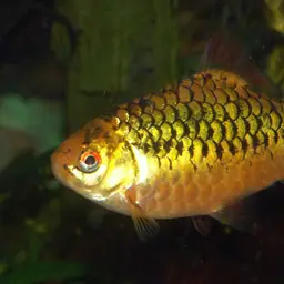 Goldfinned Barb, photo 4