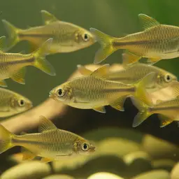 Goldfinned Barb, photo 5