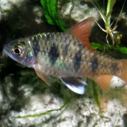 Indian Maharaja Barb, photo 1