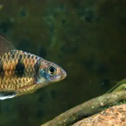 Indian Maharaja Barb, photo 3