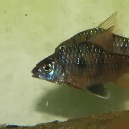 Indian Maharaja Barb, photo 4