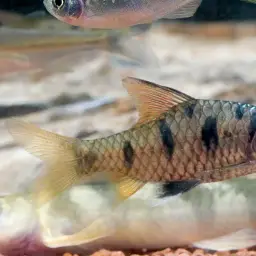 Indian Maharaja Barb, photo 6