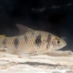 Indian Maharaja Barb, photo 7