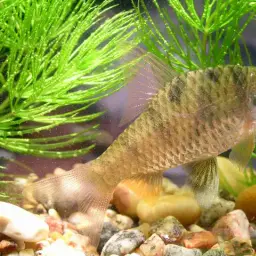 Indian Maharaja Barb, photo 8