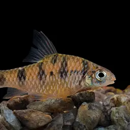 Indian Maharaja Barb, photo 9