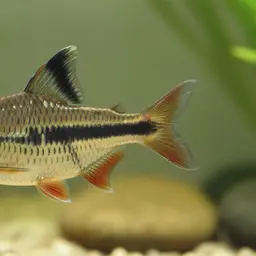 Indian Maharaja Barb, photo 11