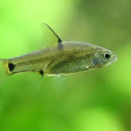 Pethia sharmai