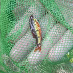 Snyder's Barb, photo 3