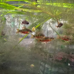 Snyder's Barb, photo 10