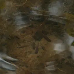 Snyder's Barb, photo 11