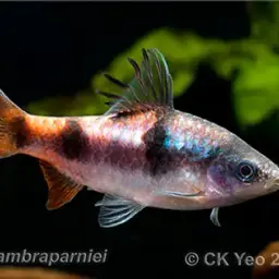 Arulius Barb