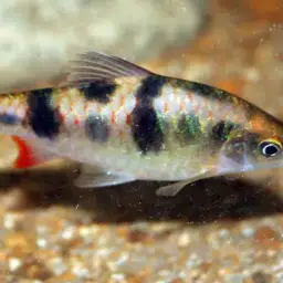 Arulius Barb, photo 2