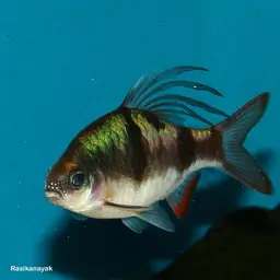 Arulius Barb, photo 3