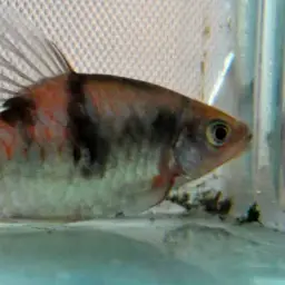 Arulius Barb, photo 4
