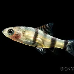 Arulius Barb, photo 6