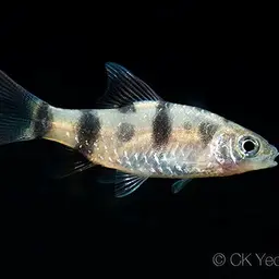 Arulius Barb, photo 7