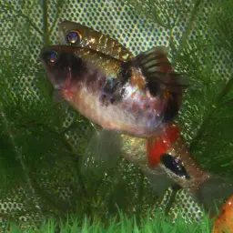 Arulius Barb, photo 8