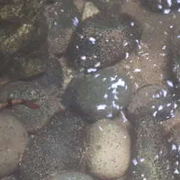 Arulius Barb, photo 10