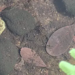 Arulius Barb, photo 11