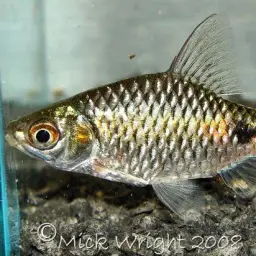 Teri Barb, photo 1