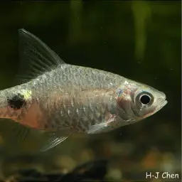 Teri Barb, photo 2
