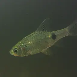 Teri Barb, photo 3
