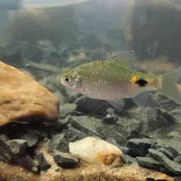 Teri Barb, photo 4