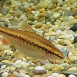 Cherry Barb, photo 2