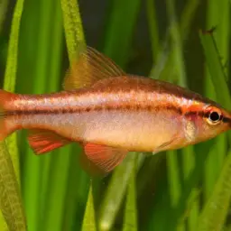 Cherry Barb, photo 3