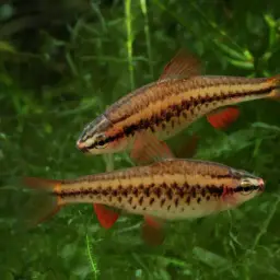 Cherry Barb, photo 4