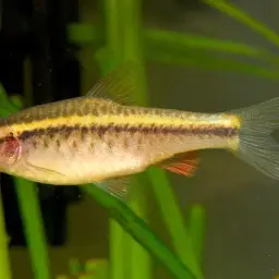 Cherry Barb, photo 5