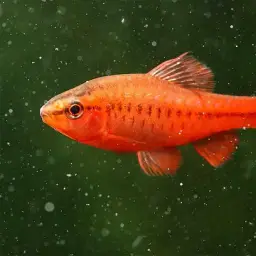 Cherry Barb, photo 6