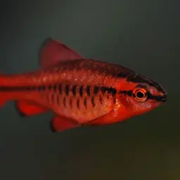 Cherry Barb, photo 7