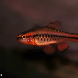 Cherry Barb, photo 8