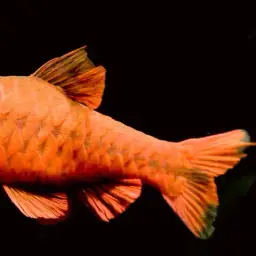 Cherry Barb, photo 9