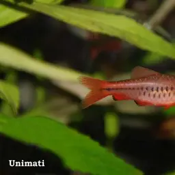 Cherry Barb, photo 10
