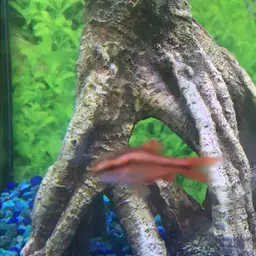 Cherry Barb, photo 11