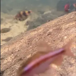 Cherry Barb, photo 12
