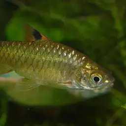 Kooli Barb