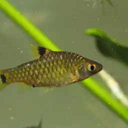 Kooli Barb, photo 3