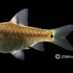 Kooli Barb, photo 4