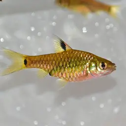 Kooli Barb, photo 6