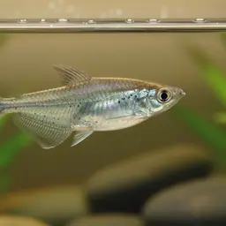 Pygmy Hatchetfish, photo 5