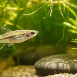 Pygmy Swordtail, photo 2