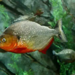 Black spot piranha, photo 1