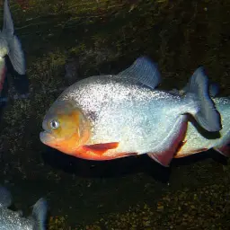 Black spot piranha, photo 2