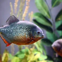 Red-bellied Piranha, photo 1