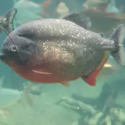 Red-bellied Piranha, photo 3
