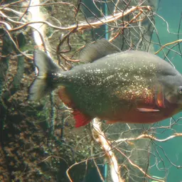 Red-bellied Piranha, photo 4